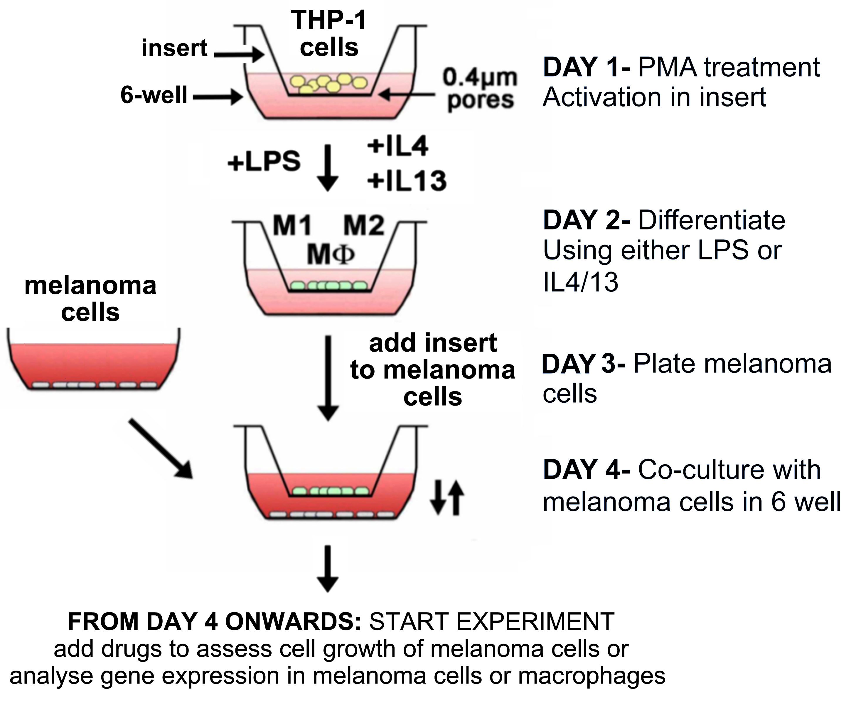 Differentiation Of THP1 Cells Into Macrophages For Transwell Co Culture