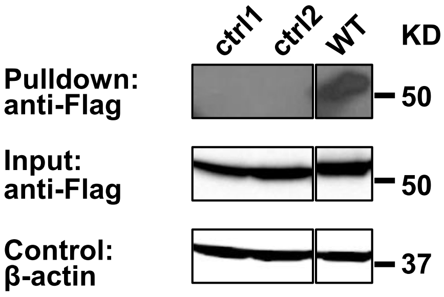 streptavidin bead pulldown assay to determine protein homo