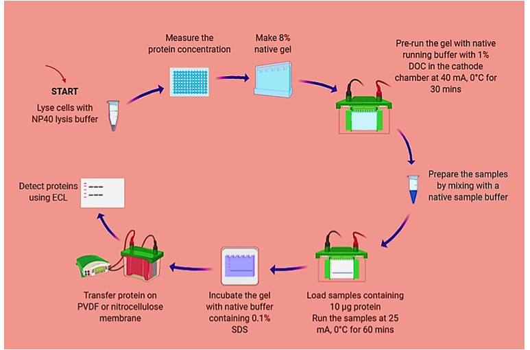Overview_Native-PAGE.png