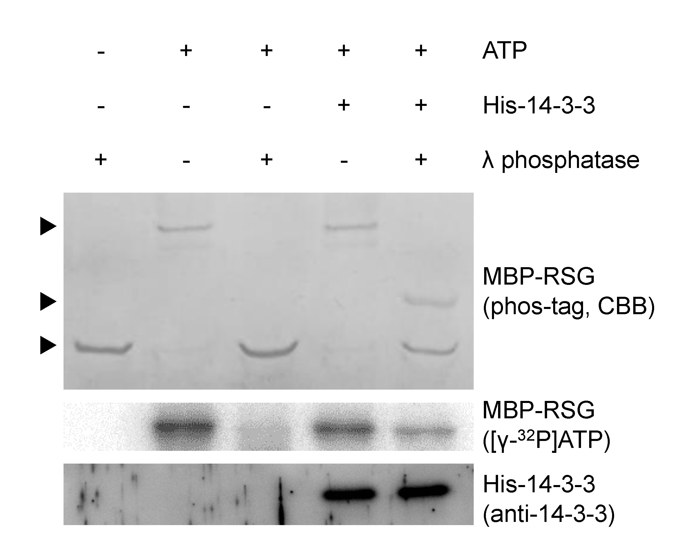 phosphatase protection assay: 14-3-3 binding protects the
