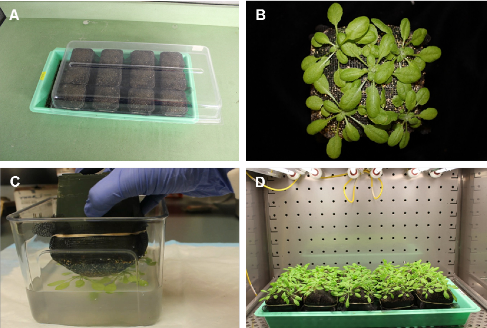 surfaceinoculationandquantificationof