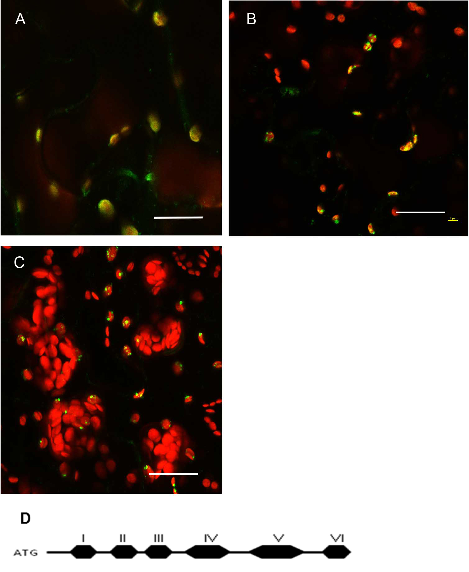 scanning confocal microcopy for arabidopsis epidermal, mesophyll
