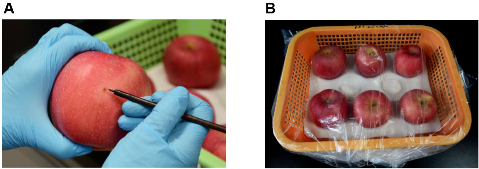 pathogenicity assay of penicillium expansum on apple fruits