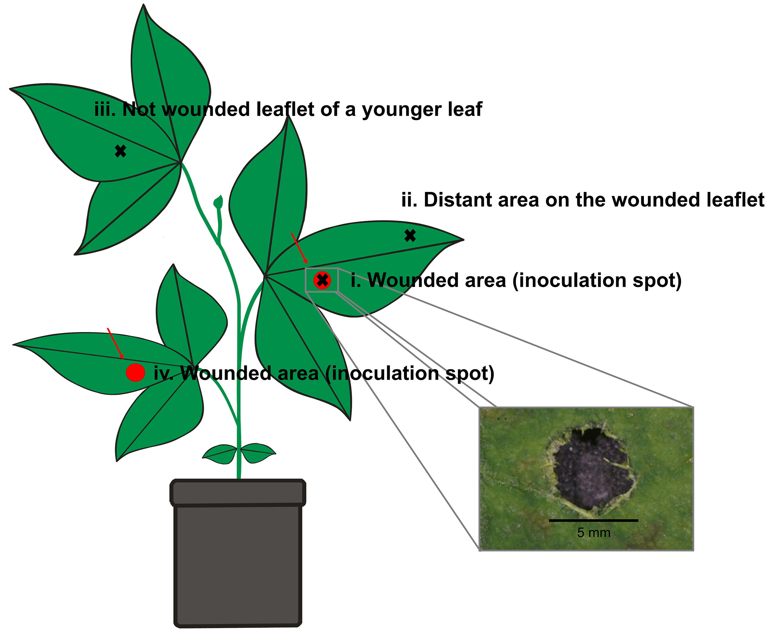 a paper hole punch or a sterile blade can be used for wounding