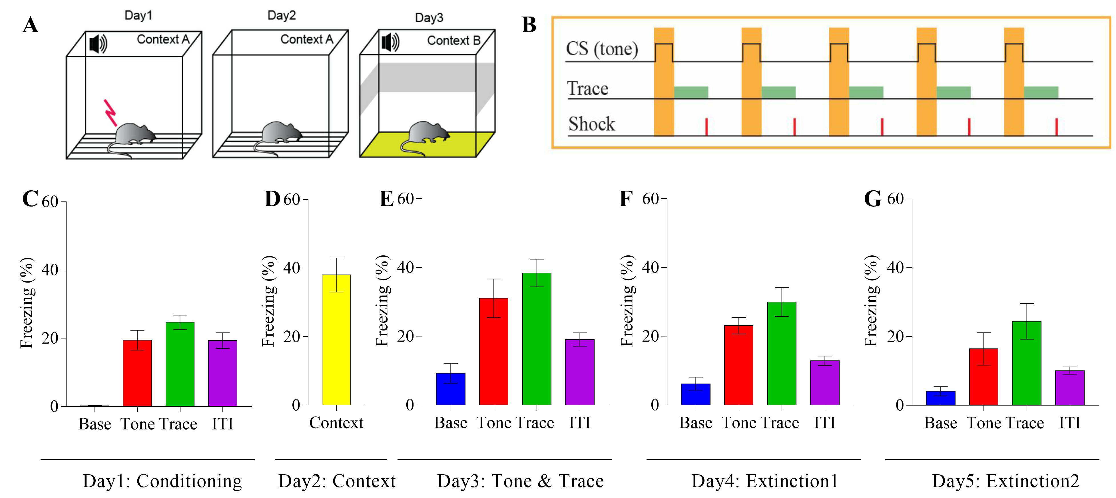 tracefearconditioningprocedureforassessingcomplexhippocampal