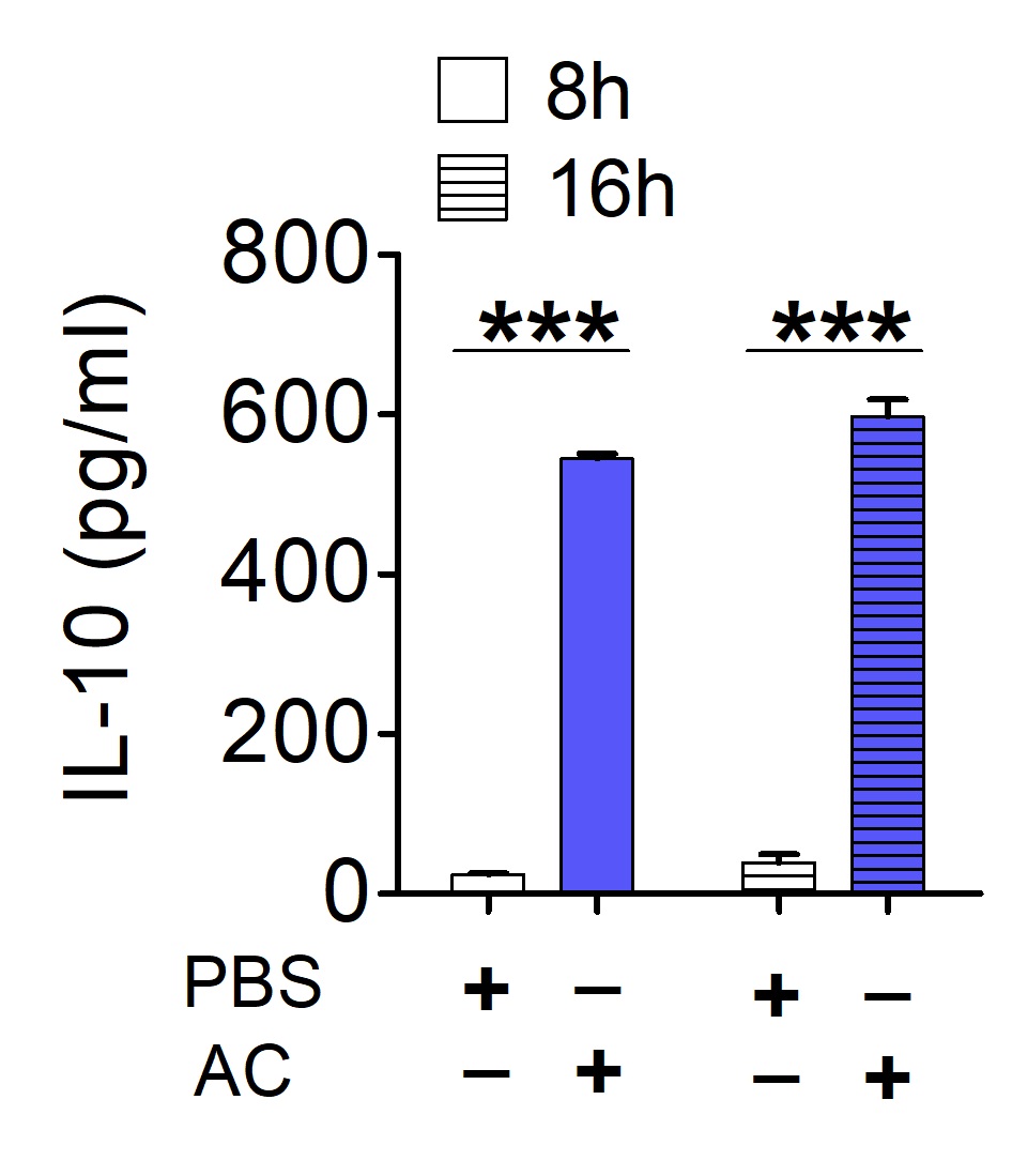 isolationandstimulationofperitonealmacrophageswithapoptotic