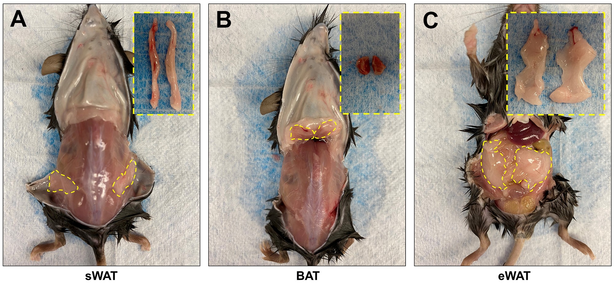 harvest adipose tissues [including inguinal/subcutaneous white