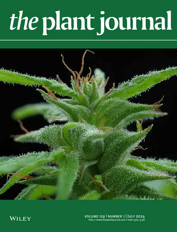 基于TMV-GFP系统的植物病原菌候选效应子功能筛选流程