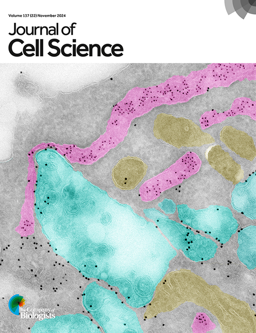 基于ImmunoCellCycle-ID方法精准识别RPE1细胞的细胞周期阶段