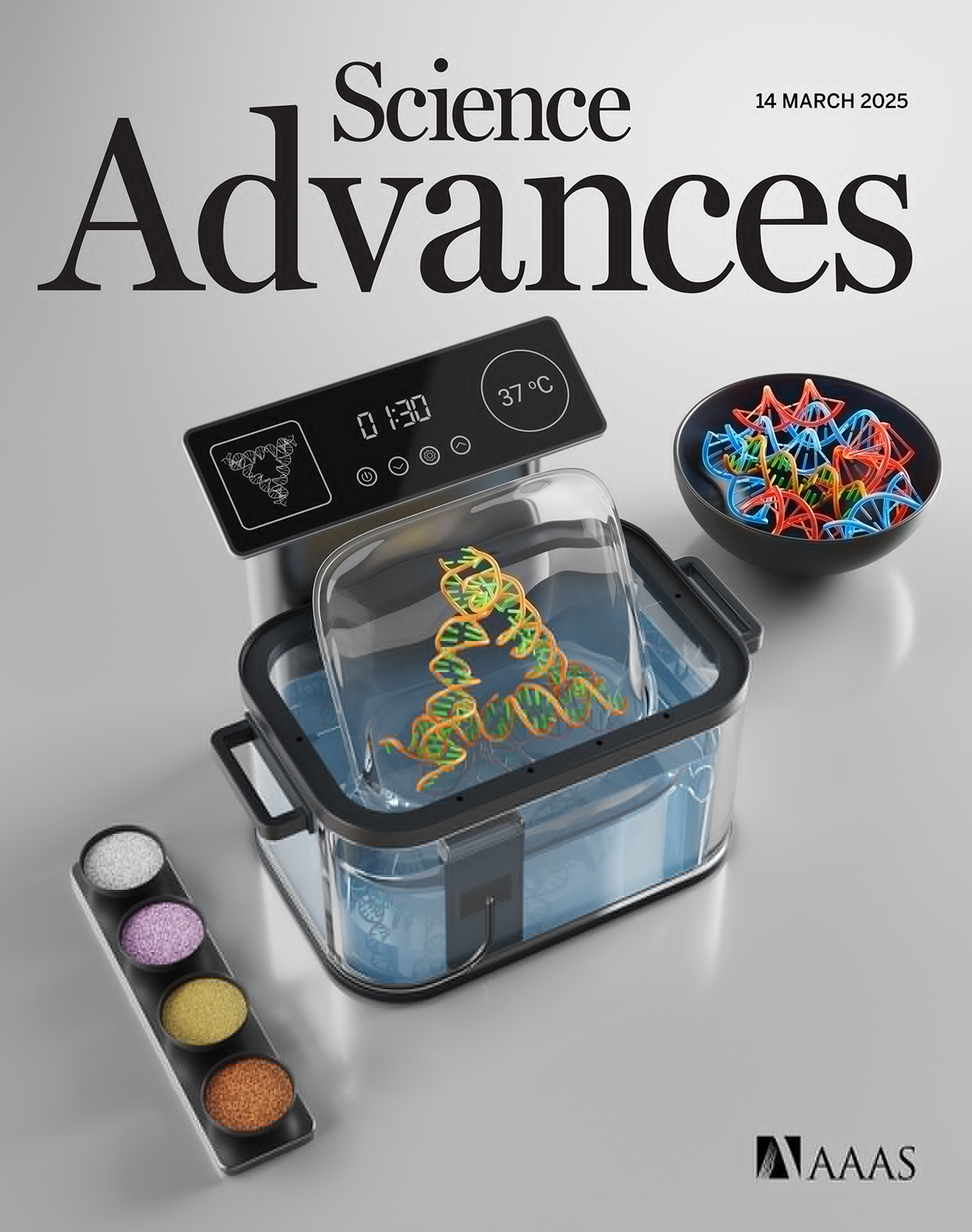 人脑类器官神经发生过程中组织氧张力的表征