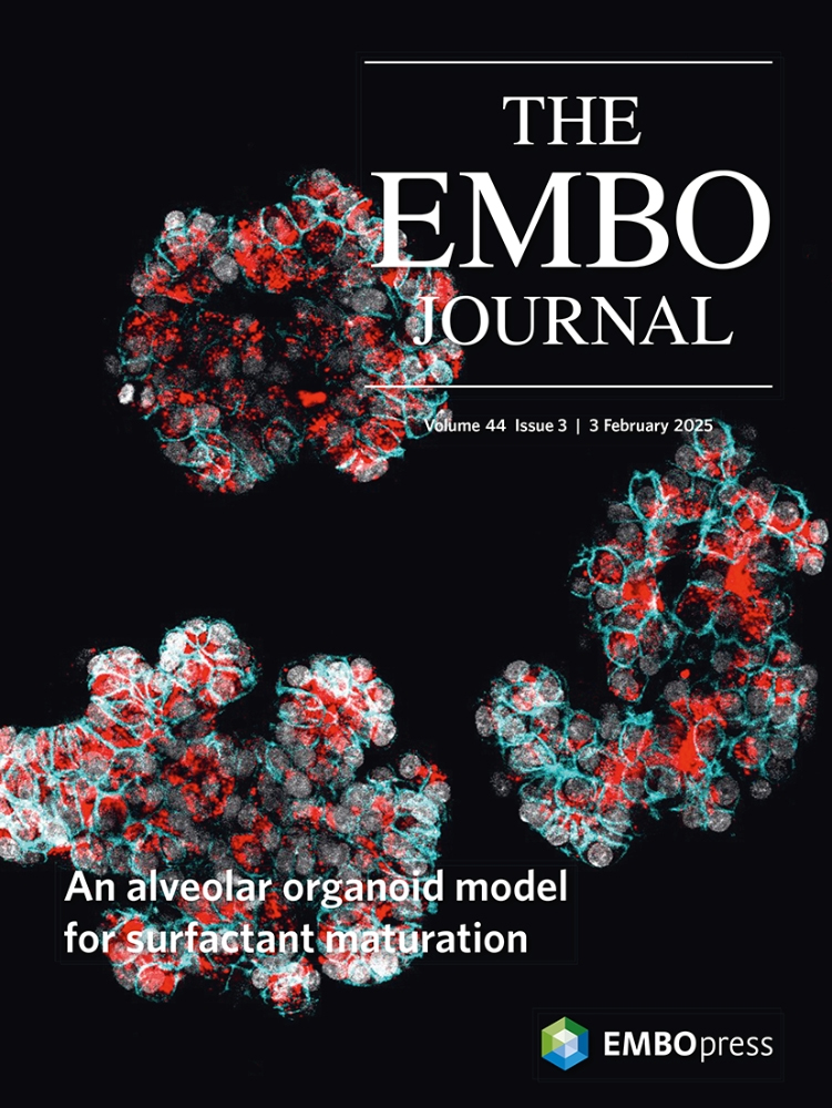 缺氧条件下 MHC I 类分子结合肽的分离与 LC-MS/MS 分析免疫肽组学流程