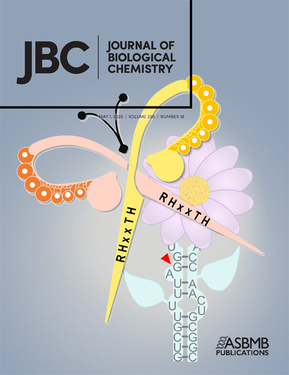 诱导小鼠与人源脂肪来源 SVF 分化为棕色与米色脂肪细胞的操作流程