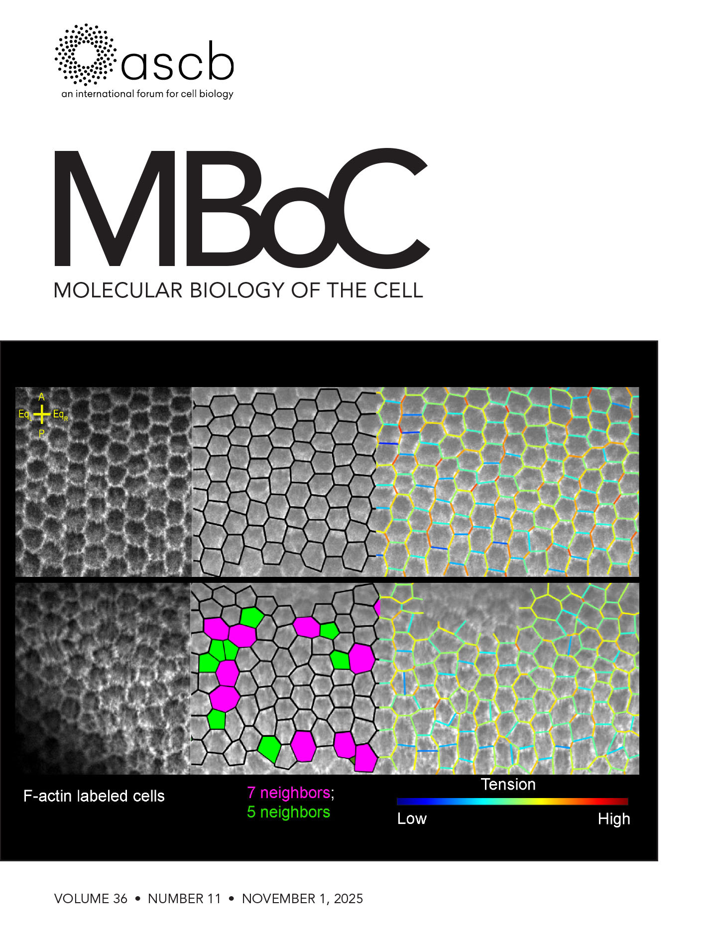 使用 Cell-APP 训练自定义细胞分割模型的方法