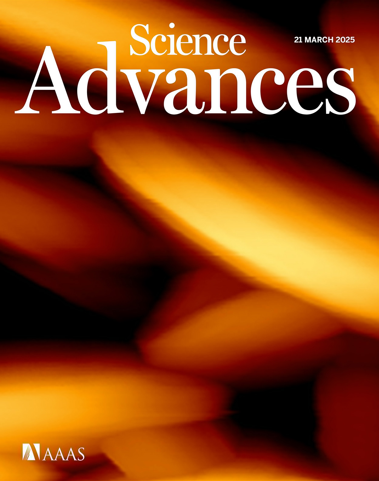 基于径向分布分析的中心体蛋白定量方法